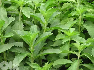 Stevia plants