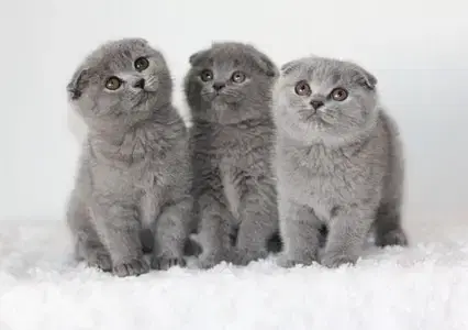 Baby Scottish Fold Kittens All available