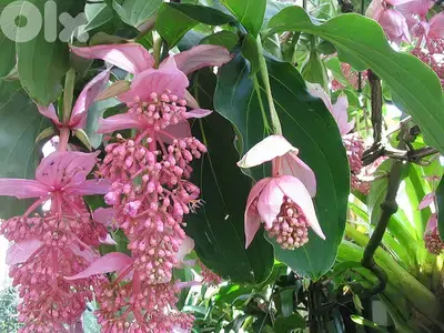 Medinilla magnifica