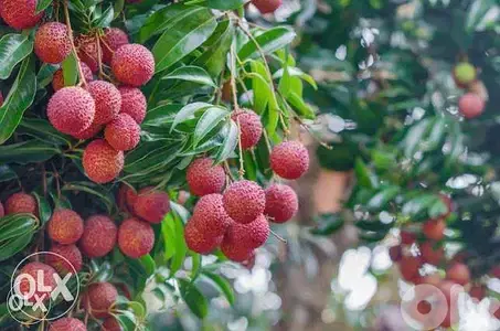 Litchi plant نبات ليتشي blueberry