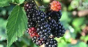 blackberry seedlings starting 4$
