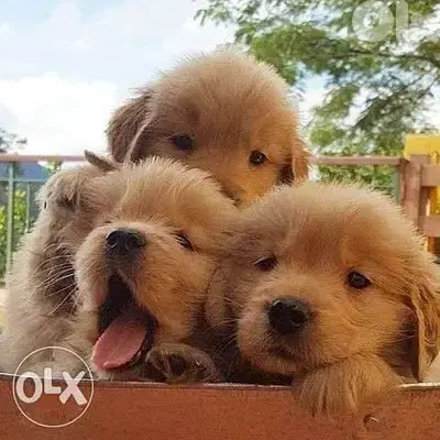 Golden retriver