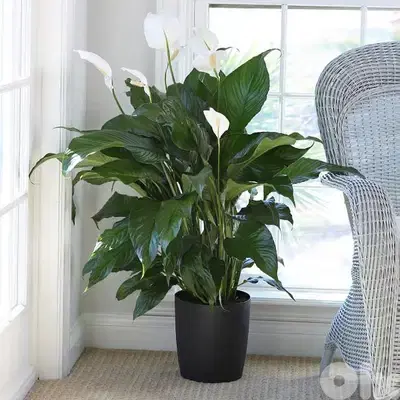 Big size Peace lily spathiphyllum