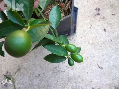 Limequat trees, kumquat and more