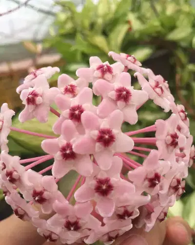 Dutch Hoya/ Wax plant