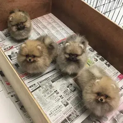 Pomeranian Puppies Small Size Available/ dog كلاب