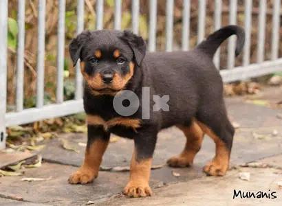 Rottweiler Puppies HighQuality