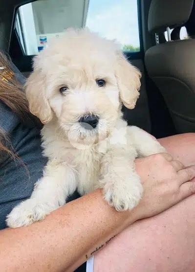 Mini Labradoodle Cream Imported