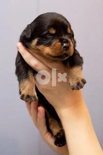 Rottweiler - Puppies