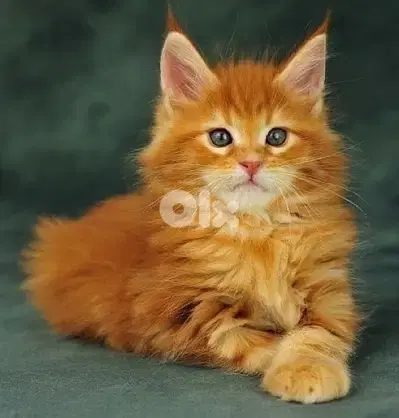 orange MaineCoon GIANT kitten