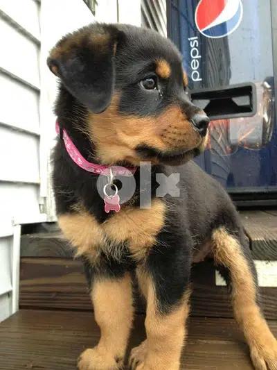 Rottweiler High Quality
