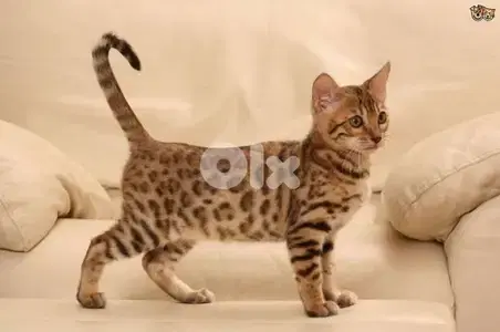 Bengal Kitten Imported