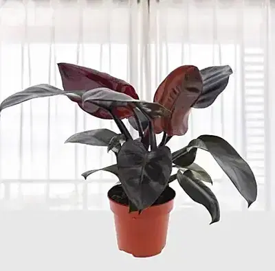 Black philodendron