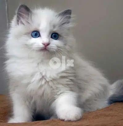 Ragdoll now Available