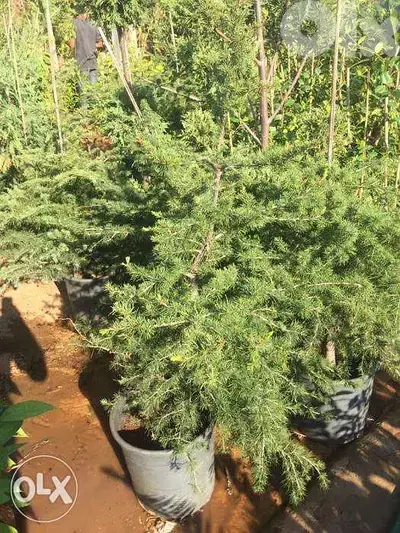 Lebanese cedar أرز الأرزة اللبنانية
