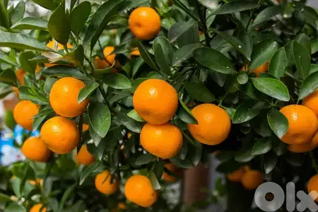 Italian Mandarine trees