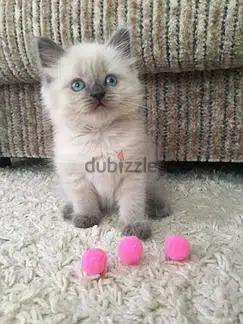 Himalayan Kittens moon face Cat قطط