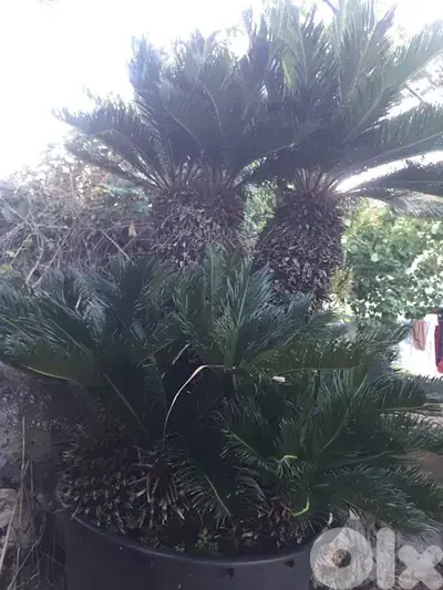 cycas 1,8 m نخيل سيكاس مميزة ٤ رؤوس ١،٨ م