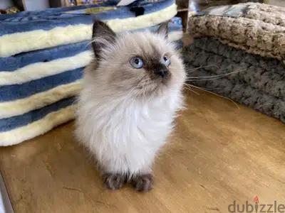 Himalayan Kittens available قطط cats delivery