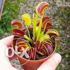 Venus carnivorous plant - نبات آكلة الحشرات