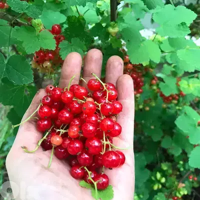 Big Italian Red currant berry/ red ribes