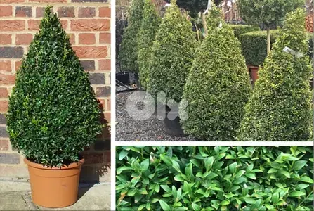 Italian Big Buxus pyramid