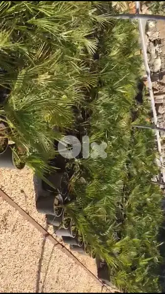 chamaerops humilis كاميروبس