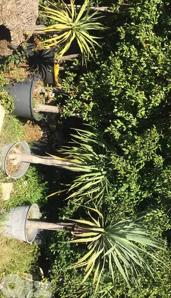 dracena draco plant دراسينا دراغو