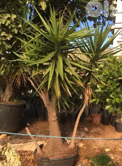 yucca plant يوكا