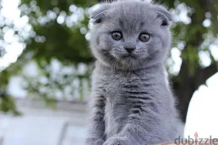 Scottish Fold Grey Delivered to you