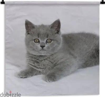 British ShortHair Grey kitten