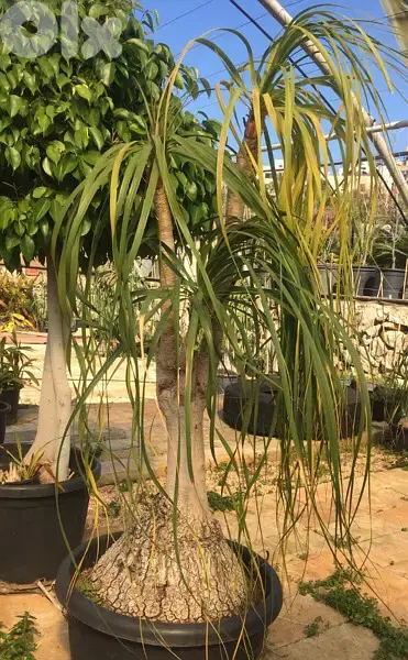 beaucarnea