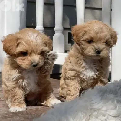 Maltipoo Imported CUTIES