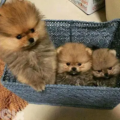 Pomeranian Small Size Puppies/Available now! dog كلاب