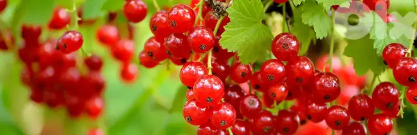 Spanish Currant berry Big