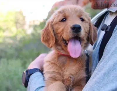 Golden Retriever Bear Red