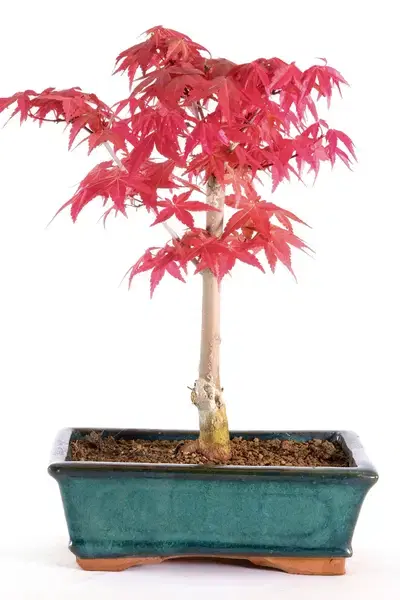 Red Japanese maple bonsai