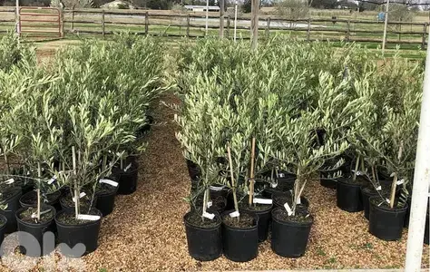 spanish Arbequina olive trees شجر زيتون إسباني آربيكانا