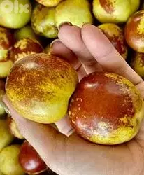 Italian Jujube tree شجر عناب إيطالي ممتاز