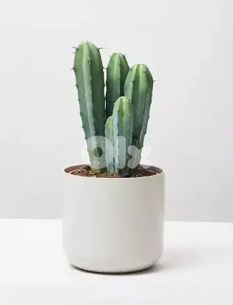 Blue cactus