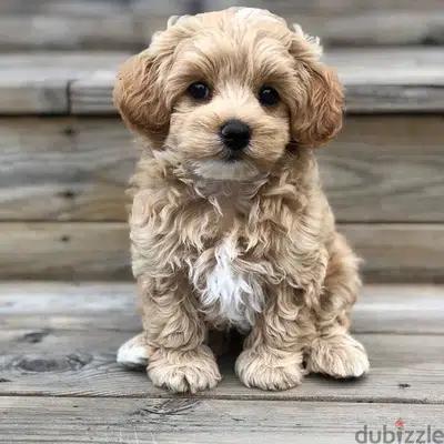 imported Toy Maltipoo BEAUTY puppy delivery