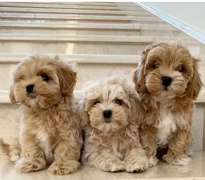 Imported Maltipoo Puppies AVAILABLE