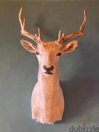 Real WHITE Fallow Deer Headغزال أصلي مصبّر