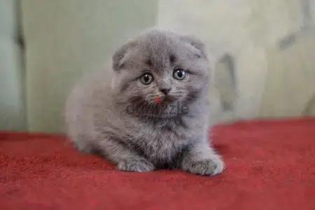 Scottish Fold Kitten grey