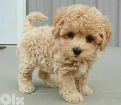 Maltipoo Imported