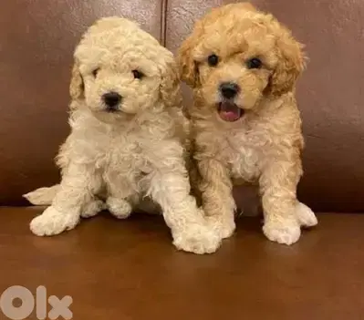 Maltipoo Puppy imported Toy delivery available