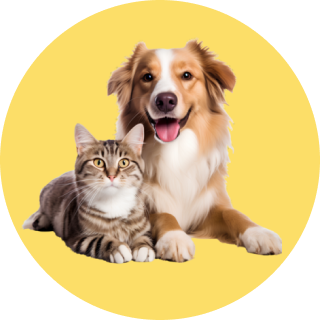 Pets